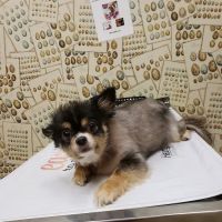 Kinard Animal Hospital ico