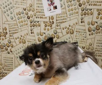 Kinard Animal Hospital