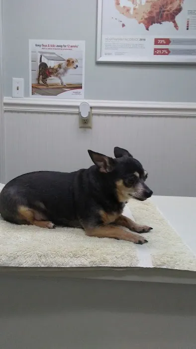 Chinquapin Animal Hospital 4