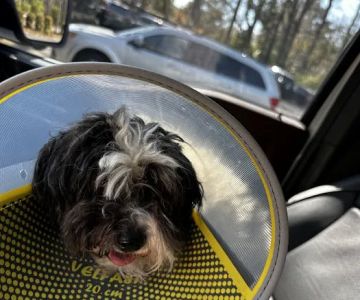 Chinquapin Animal Hospital