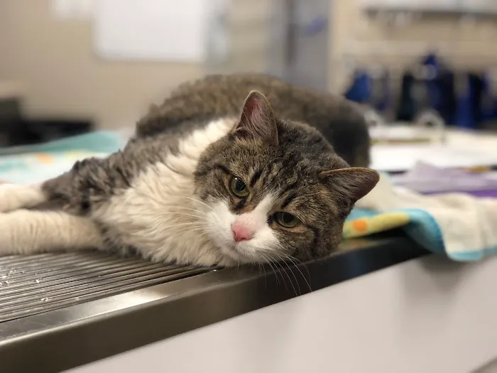 Emerald City Animal Hospital 2