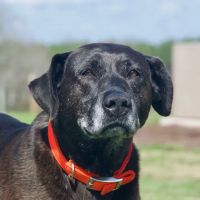 Emerald City Animal Hospital ico