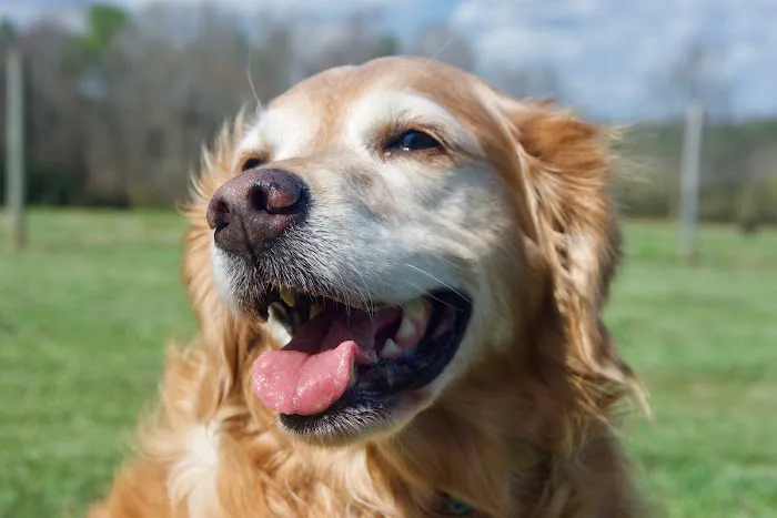 Emerald City Animal Hospital 5