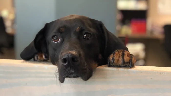 Emerald City Animal Hospital 10