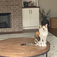 BluePearl Pet Hospital ico