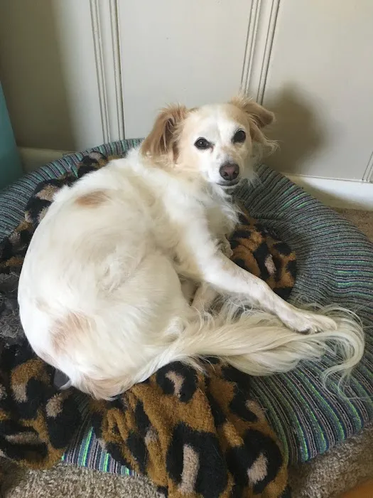 BluePearl Pet Hospital 7