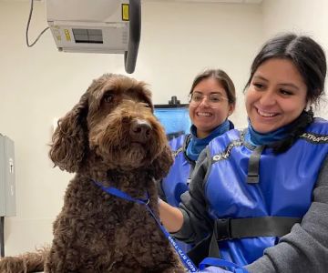Veterinary Emergency Group