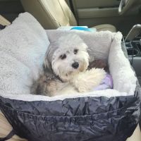 Battleground Hospital for Animals ico