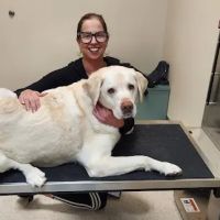 Animal Ark Animal Hospital ico