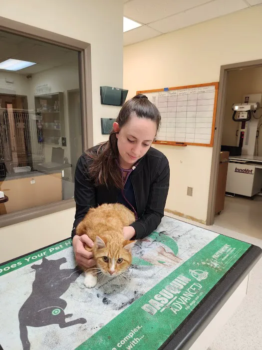Animal Ark Animal Hospital 8