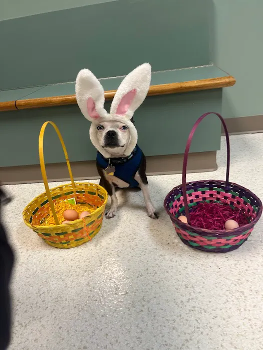Animal Ark Animal Hospital 7