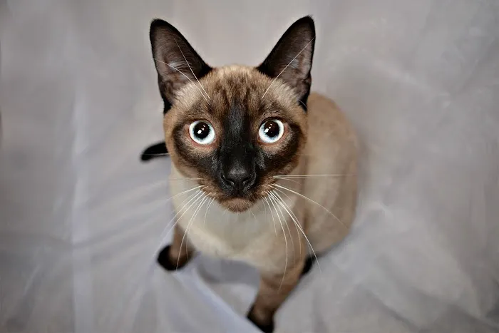 Williamson County Animal Hospital 9