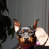 Williamson County Animal Hospital ico