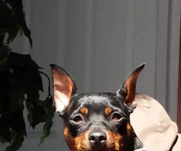 Williamson County Animal Hospital