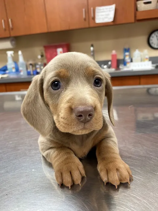 Williamson County Animal Hospital 8