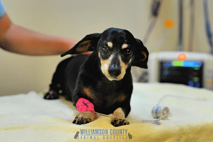 Williamson County Animal Hospital 6