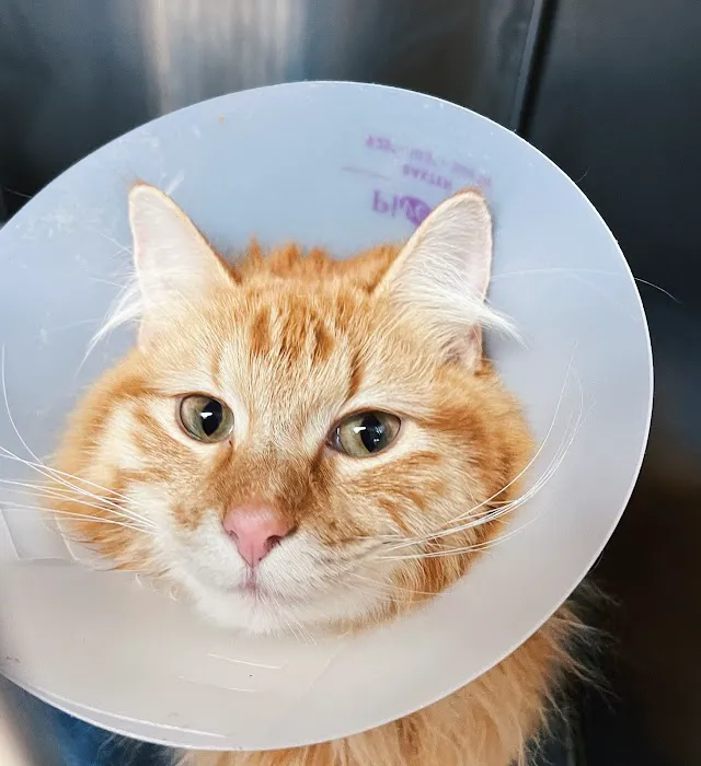 Williamson County Animal Hospital 5