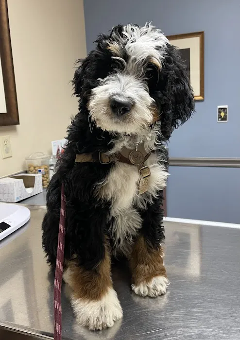 Williamson County Animal Hospital 7