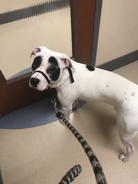 Williamson County Animal Hospital 4