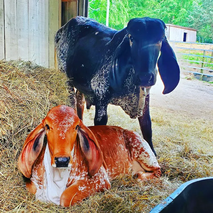 Rock- N- Country Veterinary Services 2