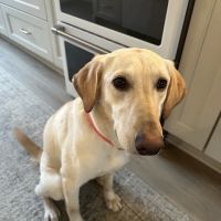 Rock- N- Country Veterinary Services ico