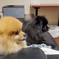 Williamson County Animal Hospital: Reynolds Forrest W DVM ico
