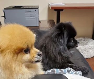 Williamson County Animal Hospital: Reynolds Forrest W DVM