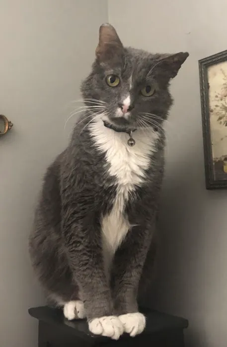 Banfield Pet Hospital 1