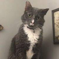 Banfield Pet Hospital ico