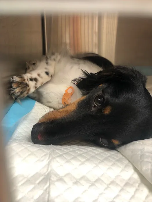 Banfield Pet Hospital 7