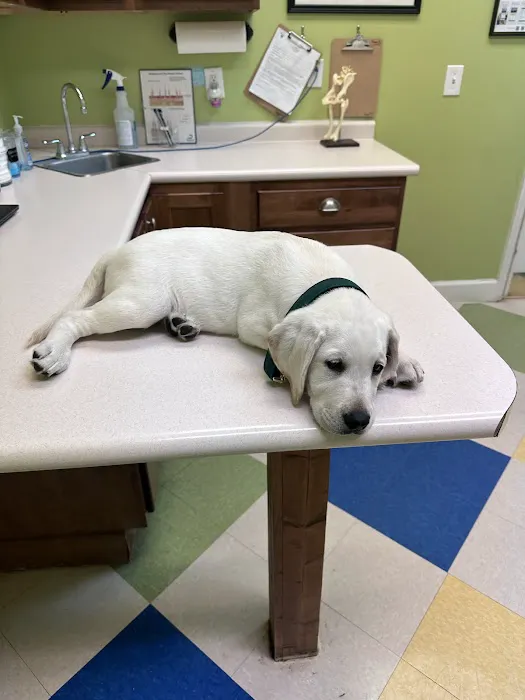 Pet Vet Battlewood 1