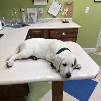 Pet Vet Battlewood ico