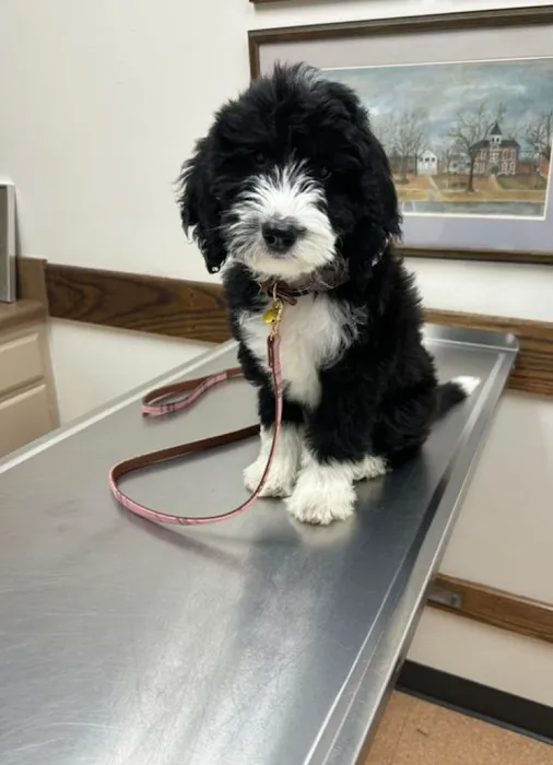 Beauchamp Animal Hospital 8