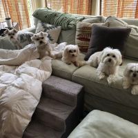 Beauchamp Animal Hospital ico
