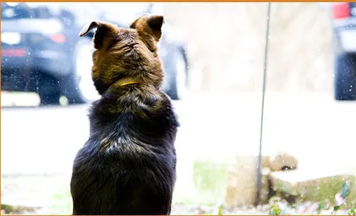 Beauchamp Animal Hospital 3