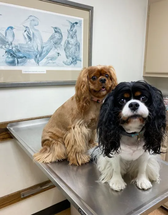 Beauchamp Animal Hospital 9