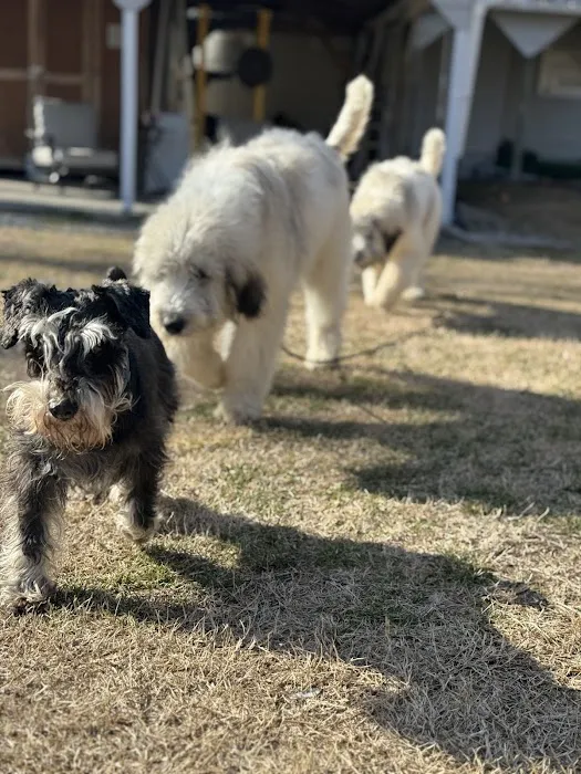 Harpeth Hills Animal Hospital 5