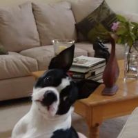 Harpeth Hills Animal Hospital: Strange Chris DVM ico