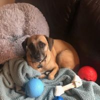 Harpeth Valley Animal Hospital ico