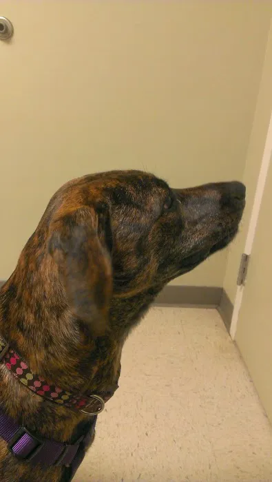 Harpeth Valley Animal Hospital 2