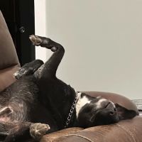 Hondo Veterinary Hospital ico