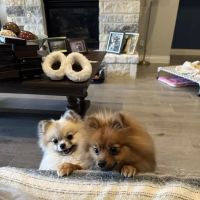 The Animal Hospital of Smithson Valley ico