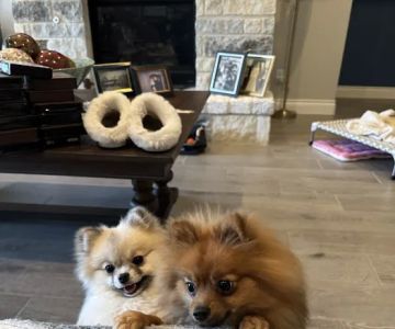 The Animal Hospital of Smithson Valley