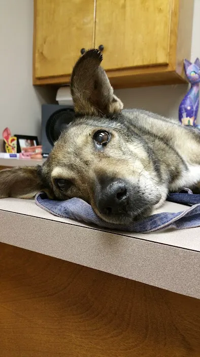 The Animal Hospital of Smithson Valley 9