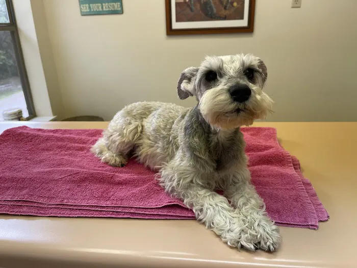Spring Branch Veterinary Hospital 4