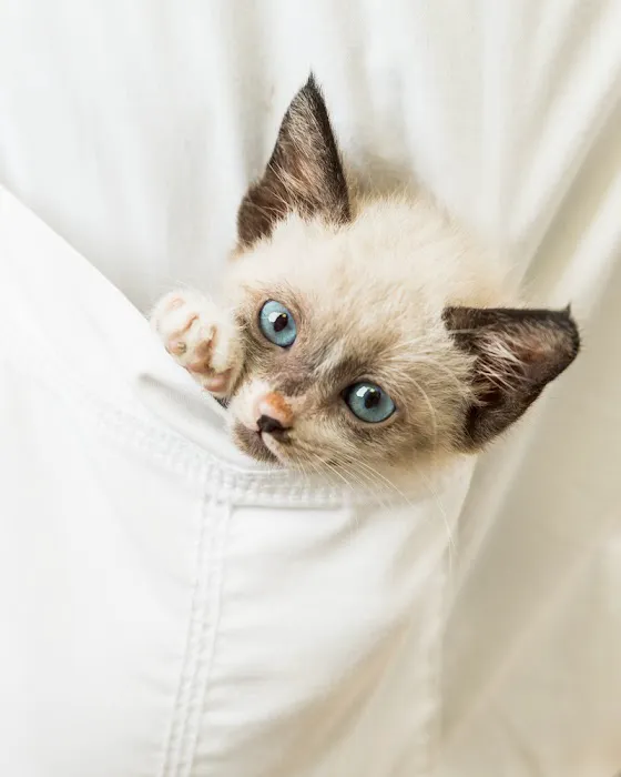 Spring Branch Veterinary Hospital 9
