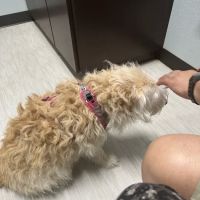 Fur and Feather Family Vet ico