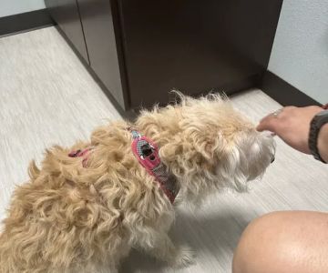 Fur and Feather Family Vet