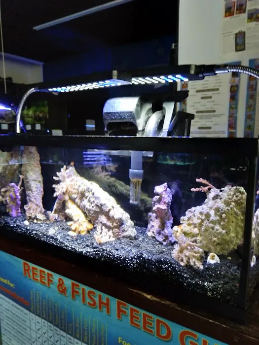 Sea Oddities 1