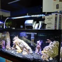 Sea Oddities ico